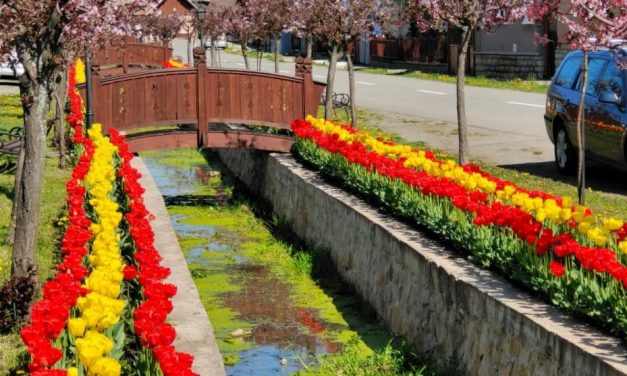 Comuna Sâncraiu din judeţul Cluj atrage turiştii cu cele 58 000 de lalele