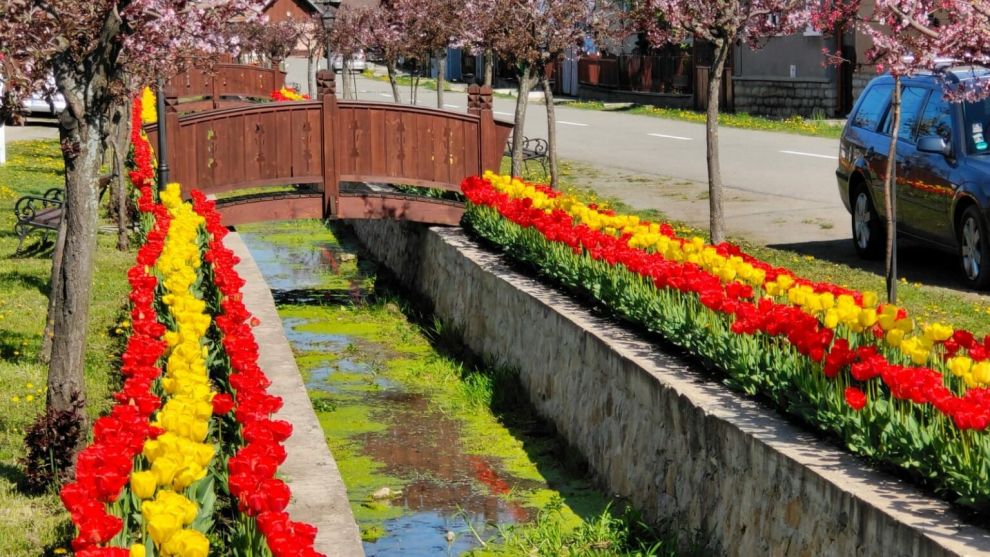 Comuna Sâncraiu din judeţul Cluj atrage turiştii cu cele 58 000 de lalele