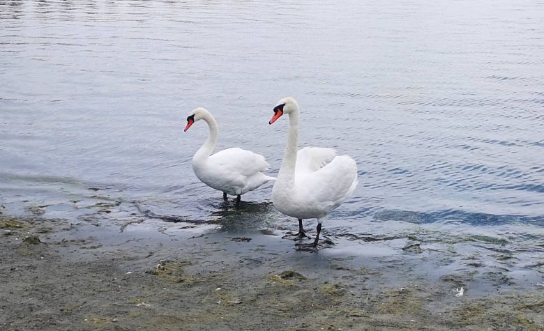 Jelentősen leapadt a Duna-delta turistaforgalma – Mi áll a csökkenés hátterében