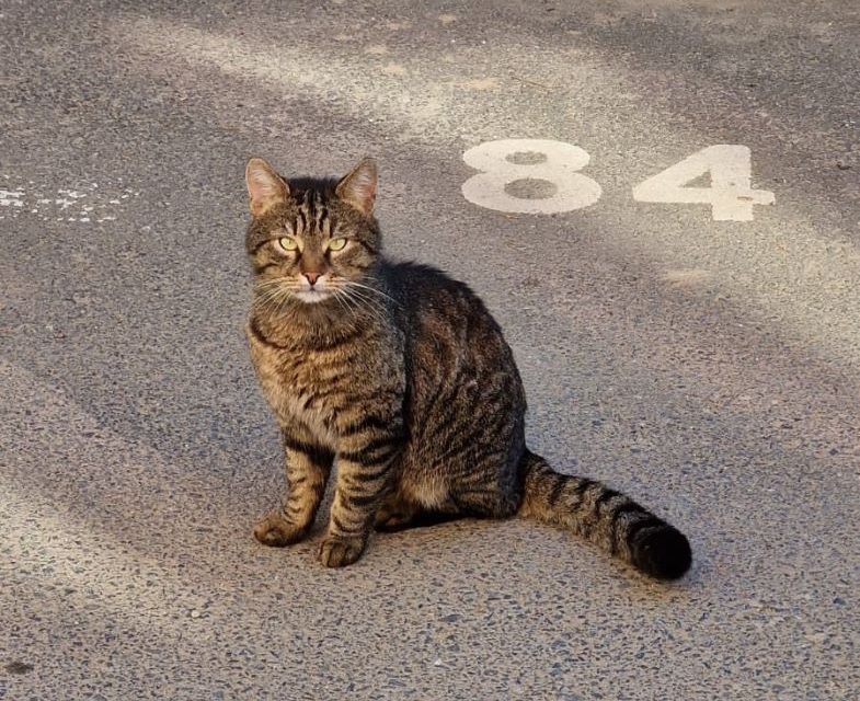 Timișoara lansează în premieră programul „Căsuțe pentru pisici” în cartiere