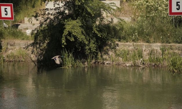 „Teren comun – peisaje pe Bega” deschide programul pentru public: ateliere, tururi și intervenții în Timișoara