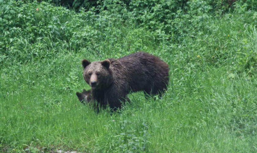 Avertisment pentru turiști în Harghita: Peste 140 de alerte de urși în zonele populate. Ce trebuie să știi!