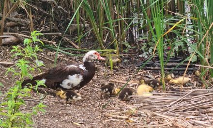 Parcul Natural Lunca Mureșului, invadat! Specia exotică ce distruge fauna locală din cauza turiștilor iresponsabili